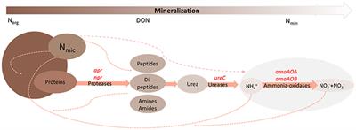 Distinct Nitrogen Provisioning From Organic Amendments in Soil as Influenced by Farming System and Water Regime